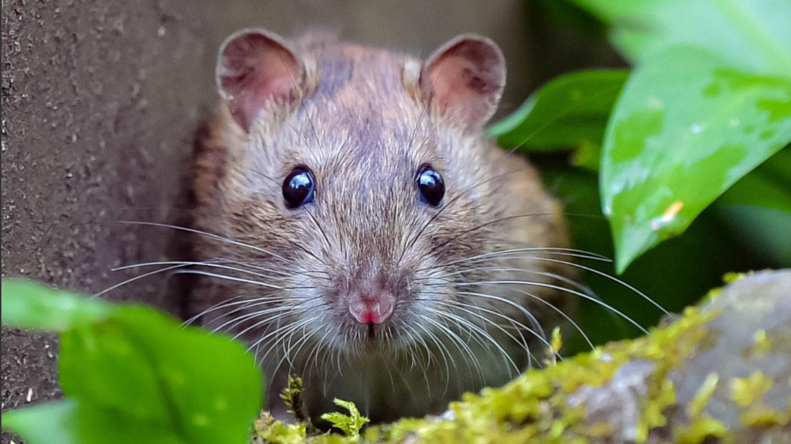 An attractive brown rat looks head-on to camera. It has large, bright black eyes,  prominent whiskers and a pink nose. It is surrounded by green leaves.