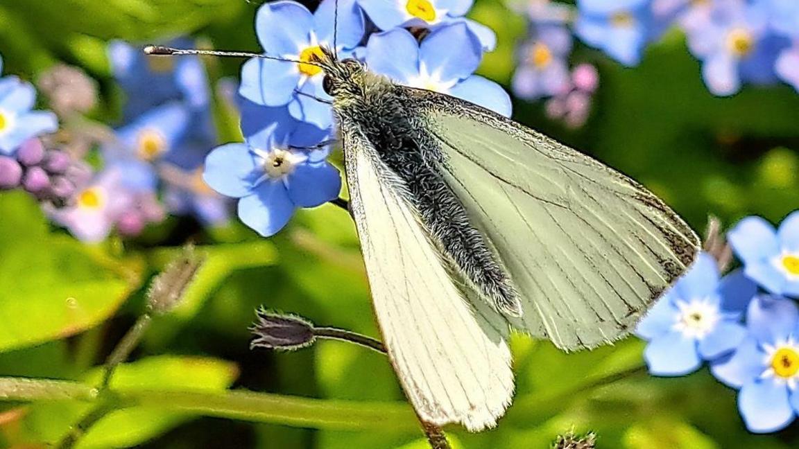 A winged insect with long, light green-coloured wings, sits on several blue flowers with yellow centres to the flowers. Behind them are green leaves and other blue and pink flowers.