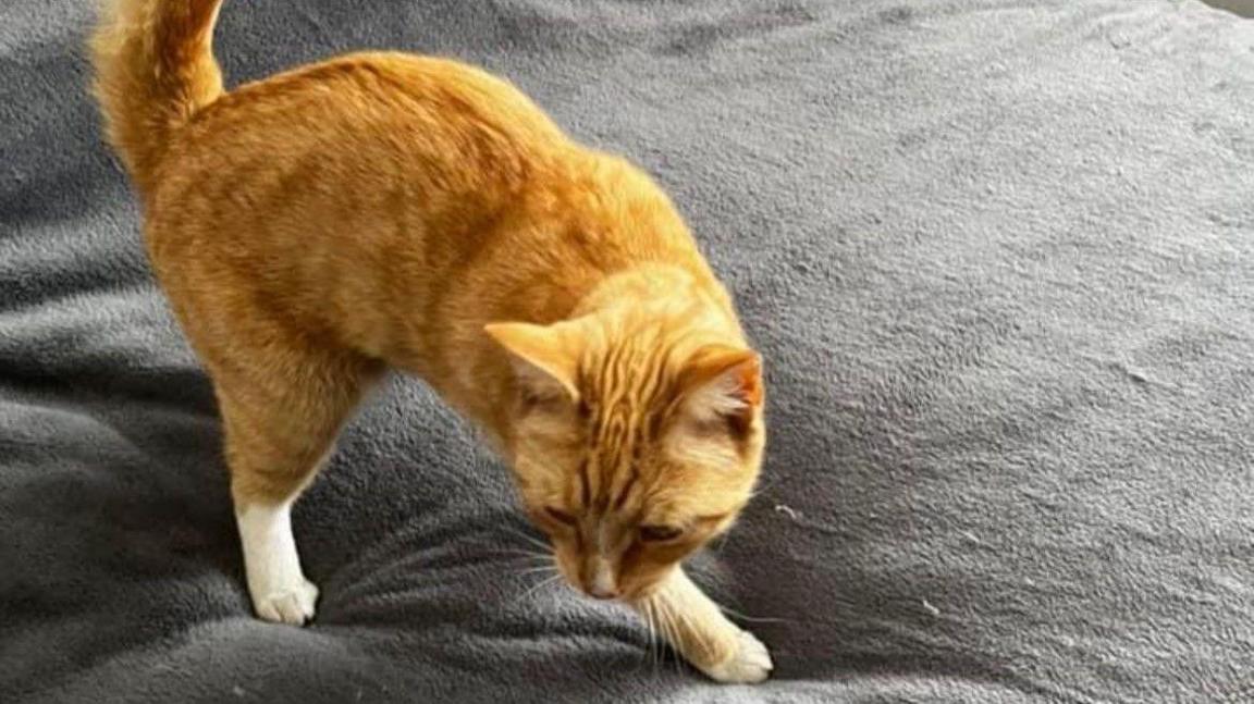 A ginger cat