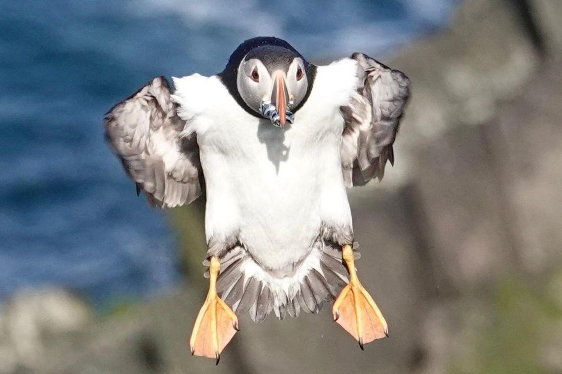 Puffin on Shetland