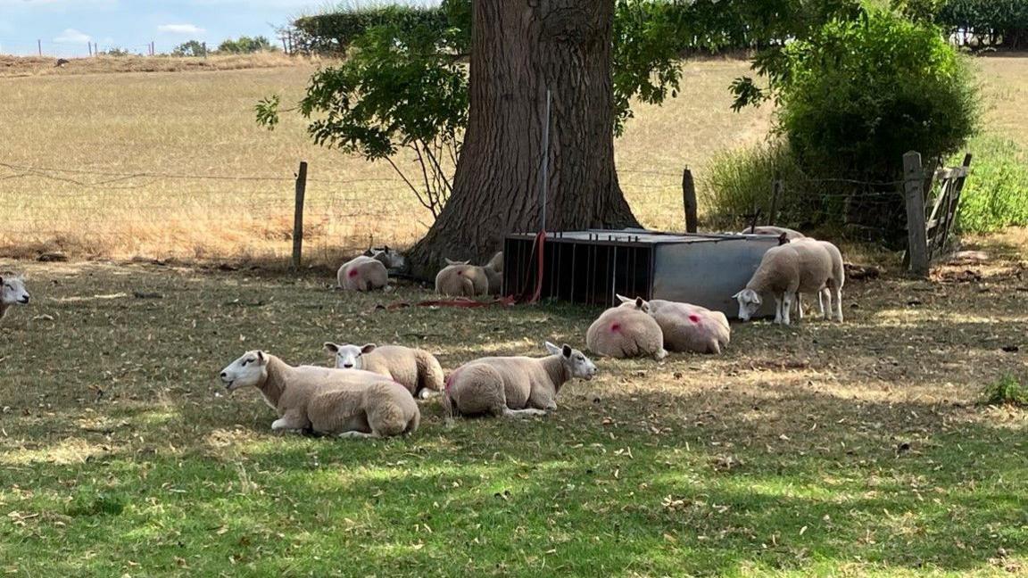 More than half a dozen sheep on a field. A tree and another field are behind them.