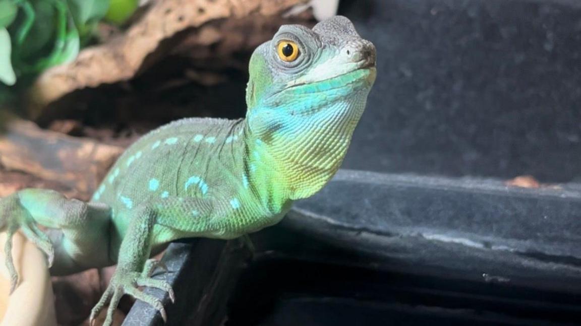 A very bright lizard with yellow eyes looking straight at the camera