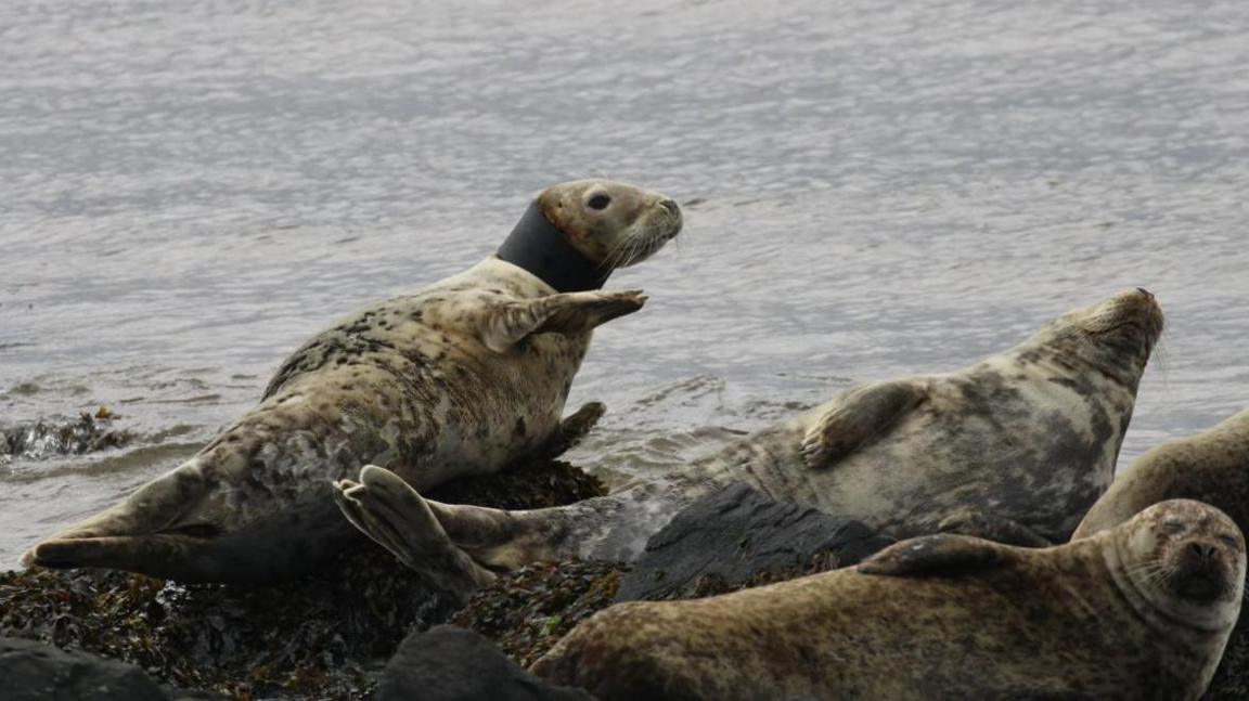 A herd of seals are sitting on rocks beside the ocean. One has large black tubing over its neck. One has its eyes closed.