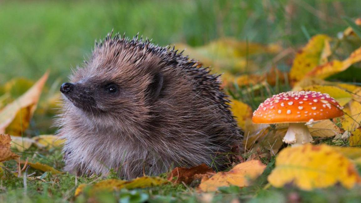 A hedgehog sniffs the air, sitting next to a bright red mushroom with white spots.