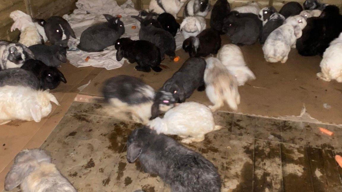 At least two dozen rabbits are on the floor. Some are black in colour and others white.