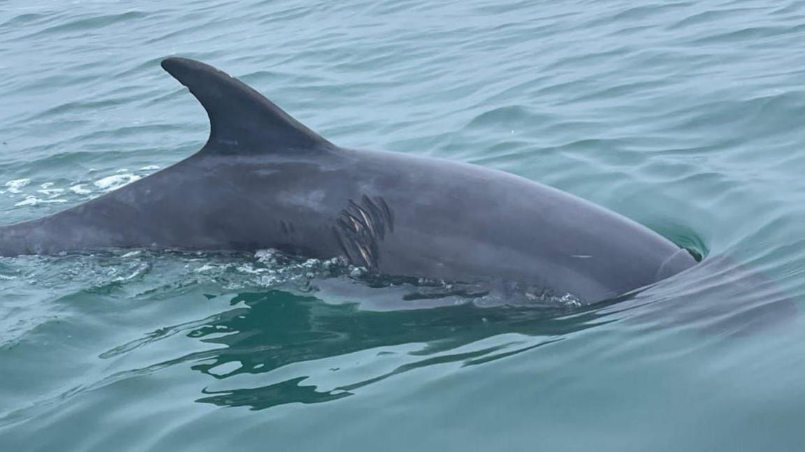 A dolphin fin can be seen sticking out of the ocean water with some white spray behind it as the animal swims. The dolphins skin has been visibly cut or damaged, with 6 shallow cuts visible. Experts say it was likely caused by a boat propellor.