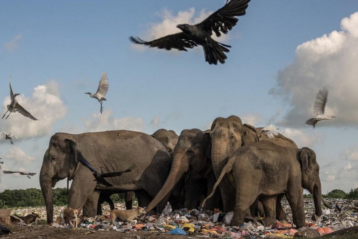 elephants in dump