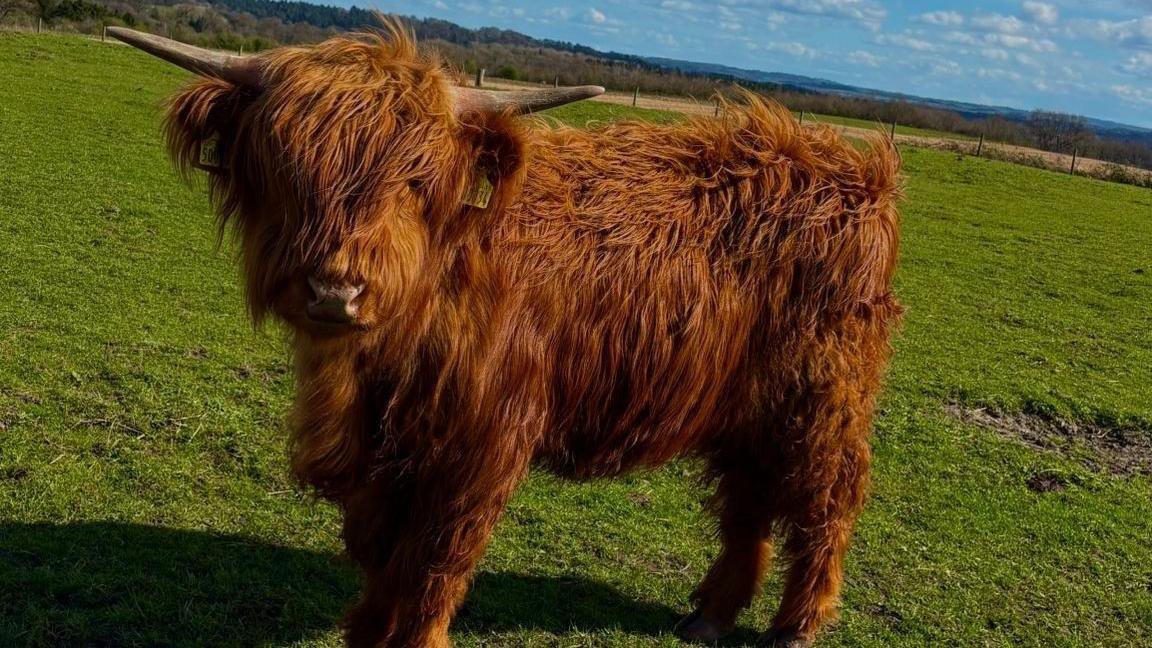 A highland cow standing in a large field by itself.