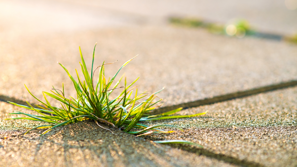 Weeds appearing through a crack in the pavement