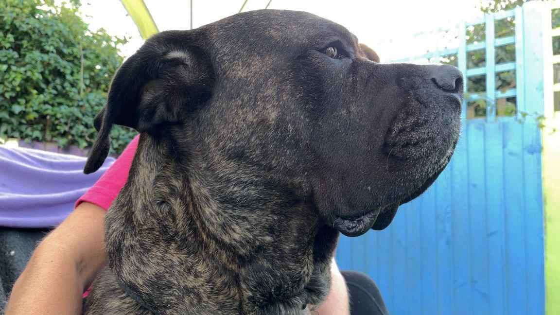 The head of Apollo the mastiff looking to the right of the shot