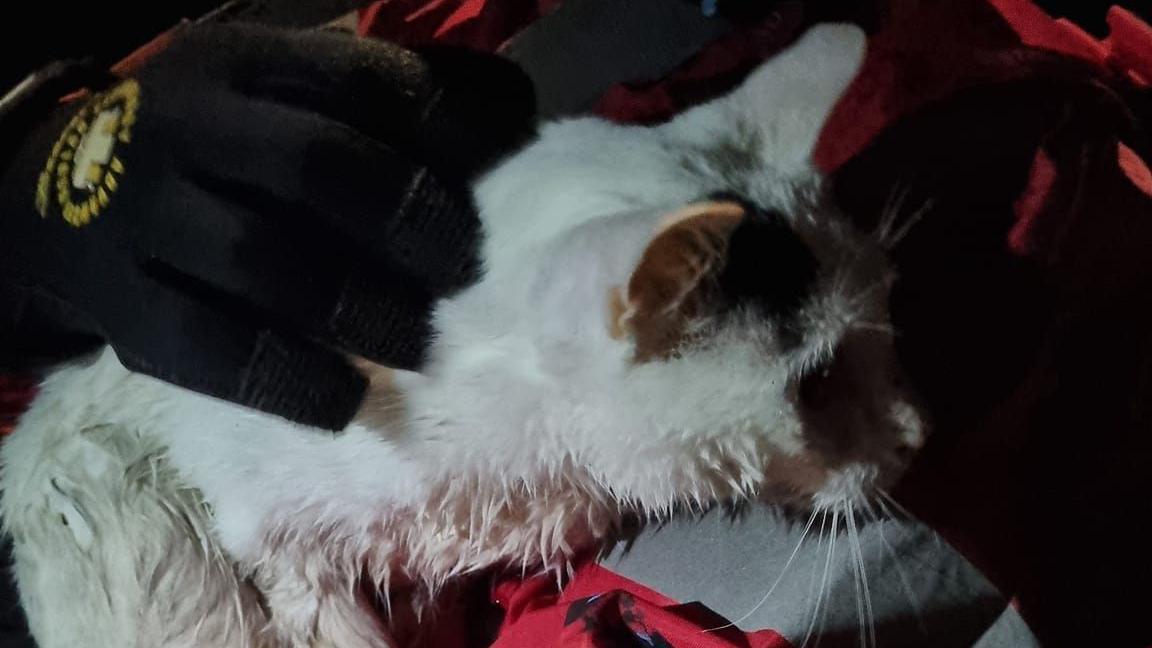 A white cat with a black spot near its left ear. The cat has wet fur and is being held by a firefighter.