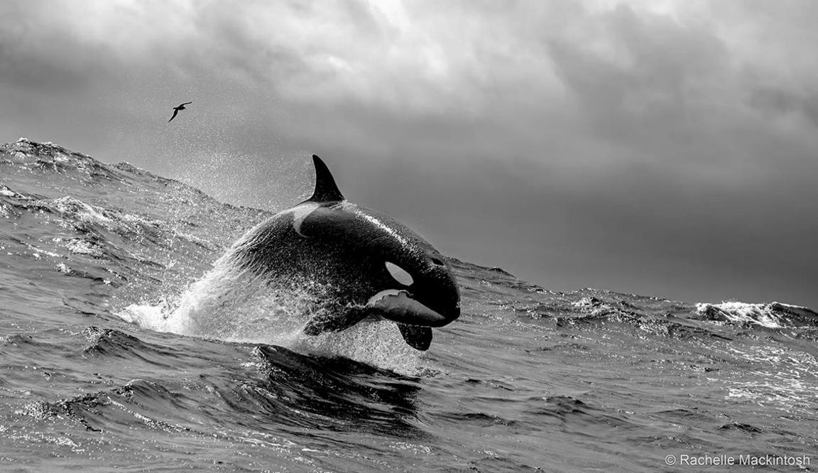 A photo in black and white of a killer whale leaping out of the water
