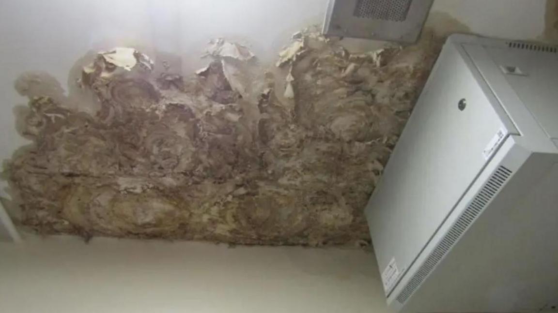 A mouldy, damp white ceiling with what looks like fungus growing out of it.
