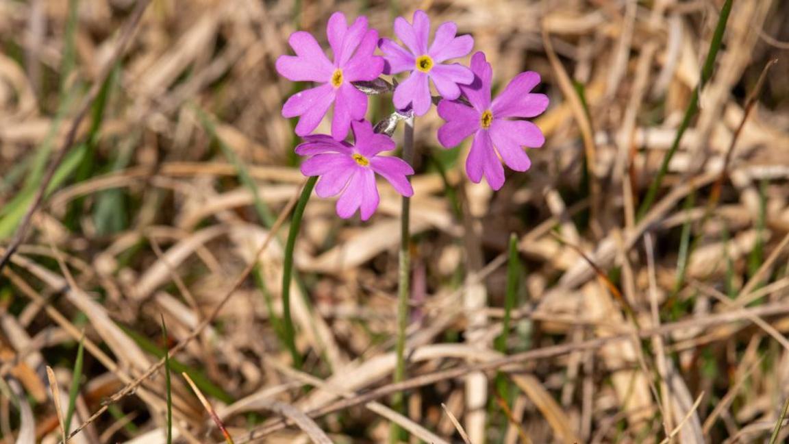 Four lilac-coloured flower heads on green stems growing in parched grassland.
