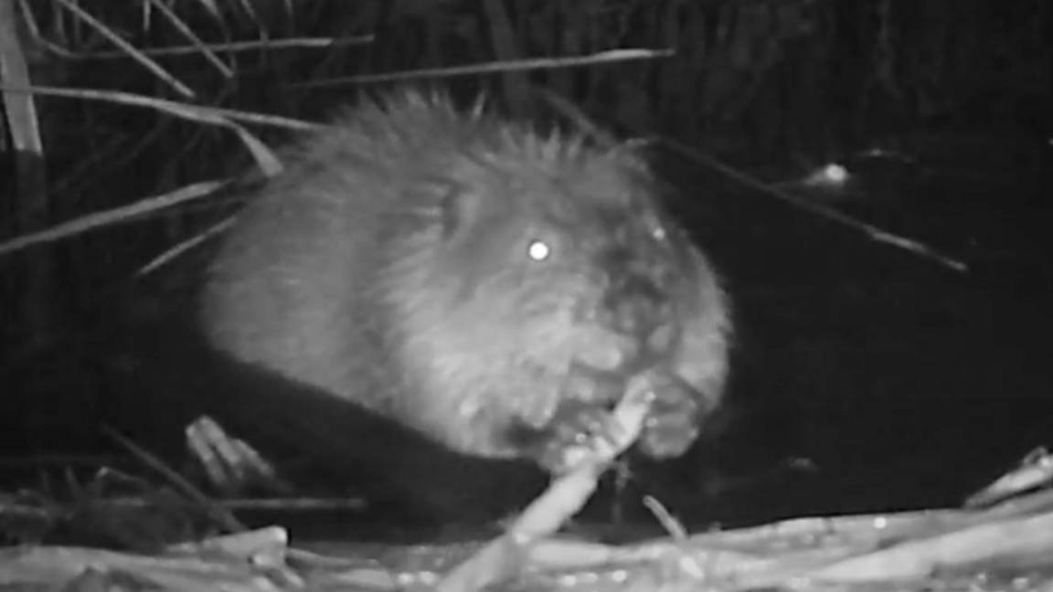 Beaver feeding