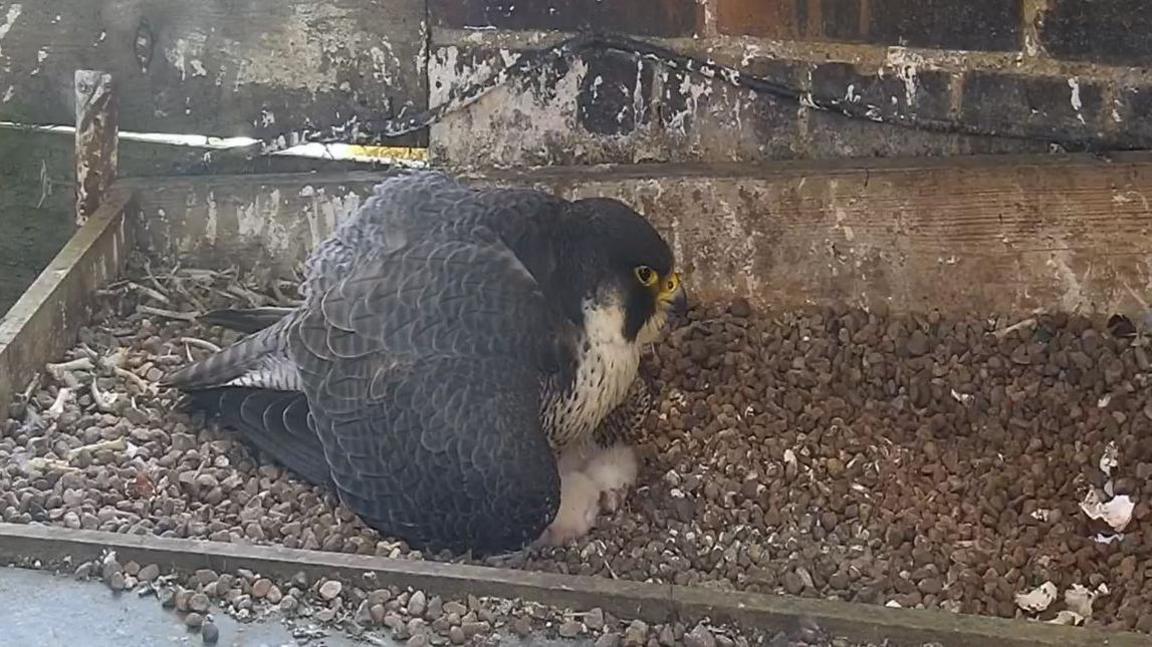 An adult peregrine falcon sitting on top of four chicks that have recently hatched.