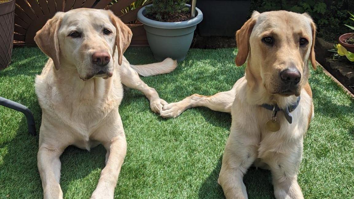 Two Labrador dogs are lying side-by-side. Their rear legs are touching, like they're holding hands.