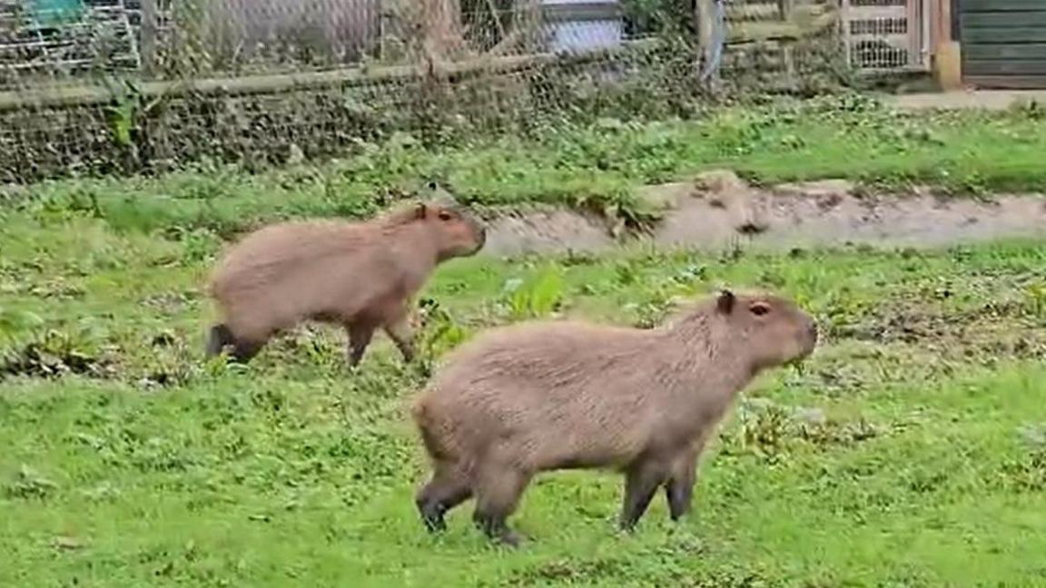 Two capybaras - Cinnamon and Churro - seen together at Hoo Zoo