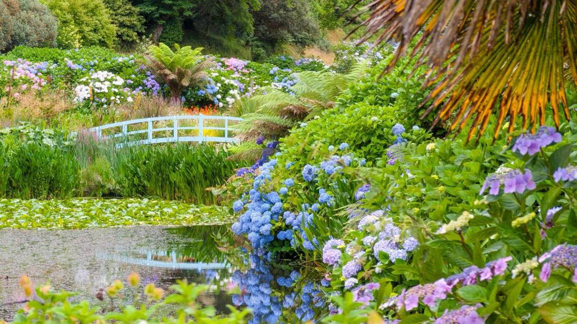 A picture of the flowers in the wild. There is a number of different colours that surround a foot bridge and water in the background. 