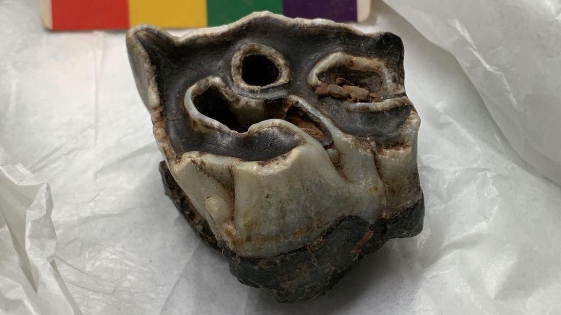 Dant malu rhinoseros gwlanog, a ddaeth i'r fei yn ystod gwaith cloddio cychwynnol