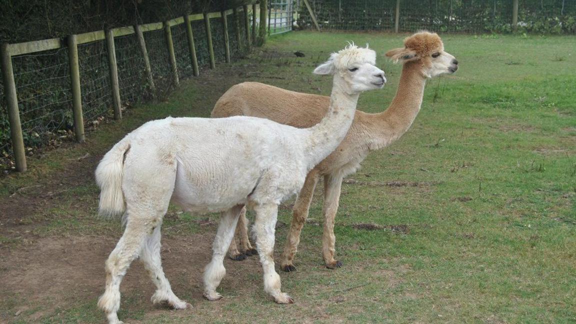 Two llamas, one cream coloured and one light brown, stand next to each other on a field.