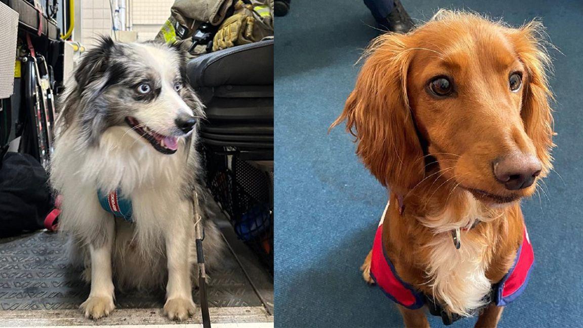 Australian Shepherd (left) and Cocker Spaniel (Right)