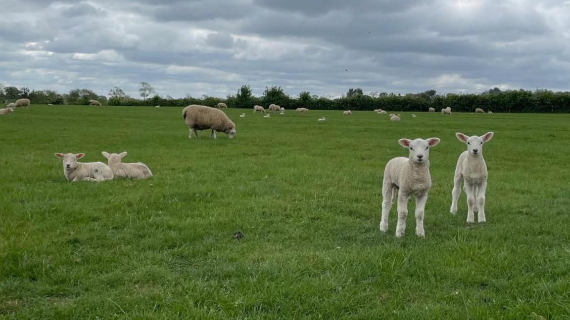 Green grass with lambs in the foreground and background looking at the camera.
