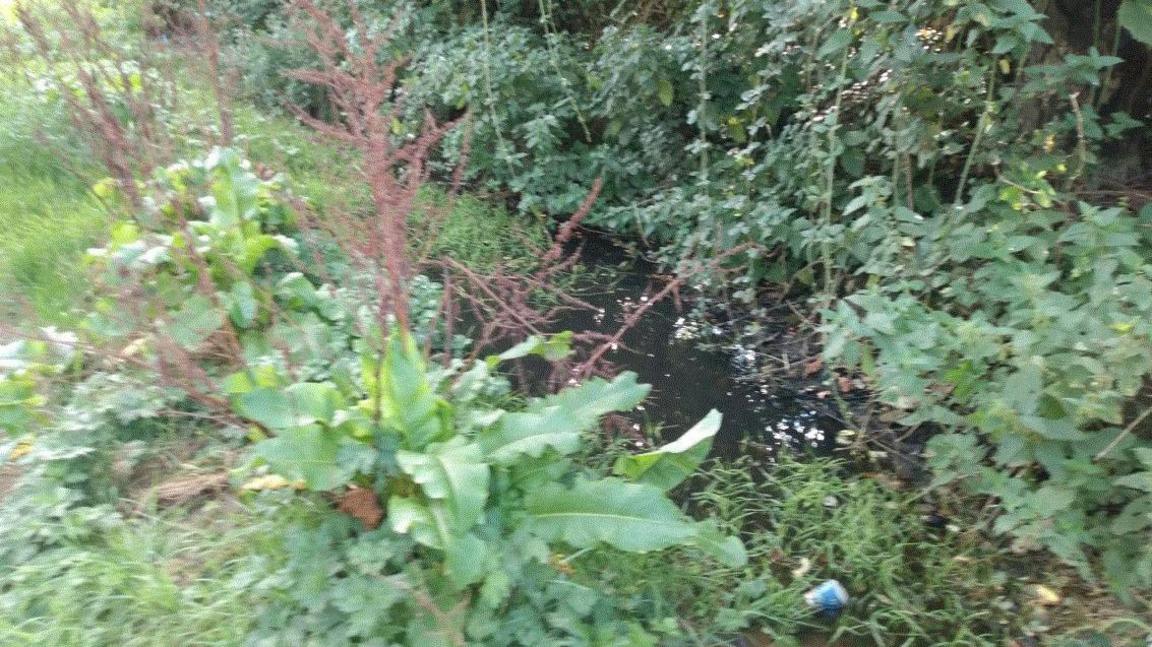 An overgrown ditch with water running through it