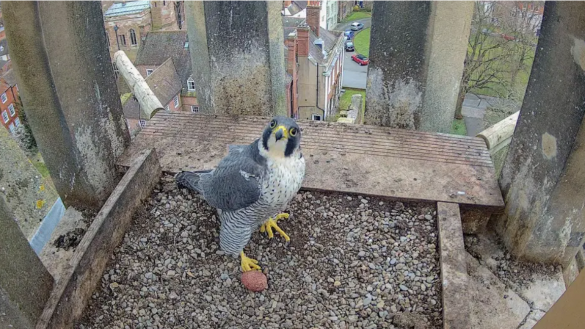 A peregrine falcon in the nesting box, facing the camera. Below, buildings and cars can be seen.