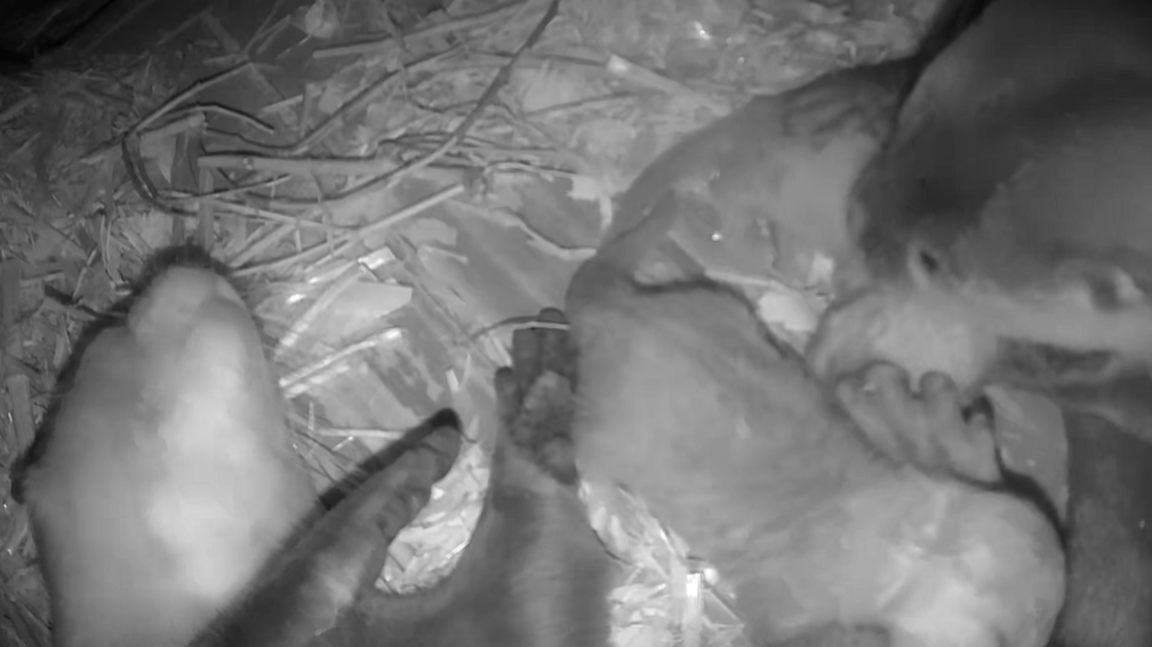 Asian short-clawed otter Midge (left) sleeps in a nesting box while her partner Siyam (right) manoeuvres their pups into a comfortable sleeping position next to her