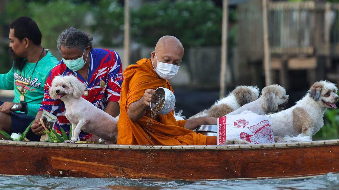 Luang Por Chamnan, abbot of Wat Chin Wararam, pours fish food into the water as he rides on a boat with a pack of temple dogs.