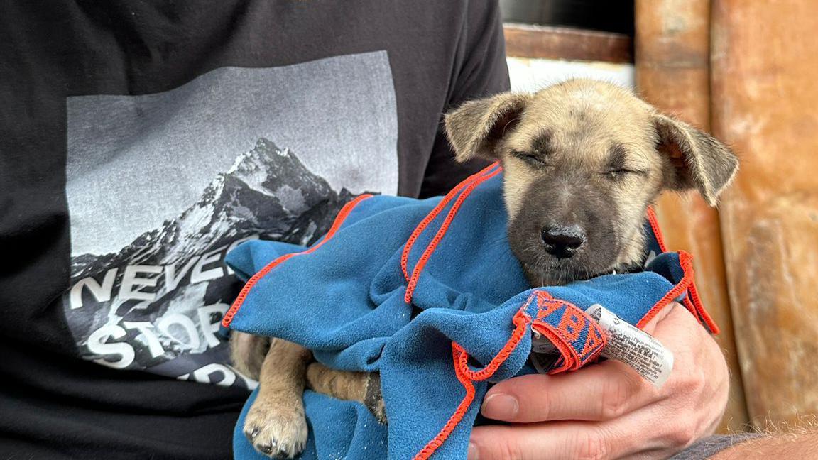 A small brown dog wrapped in blue and red towel