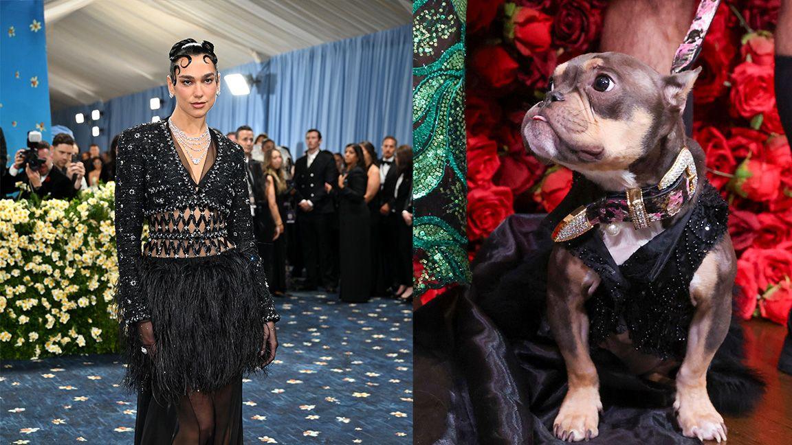 Dua Lipa/Dog in Dua Lipa inspired outfit