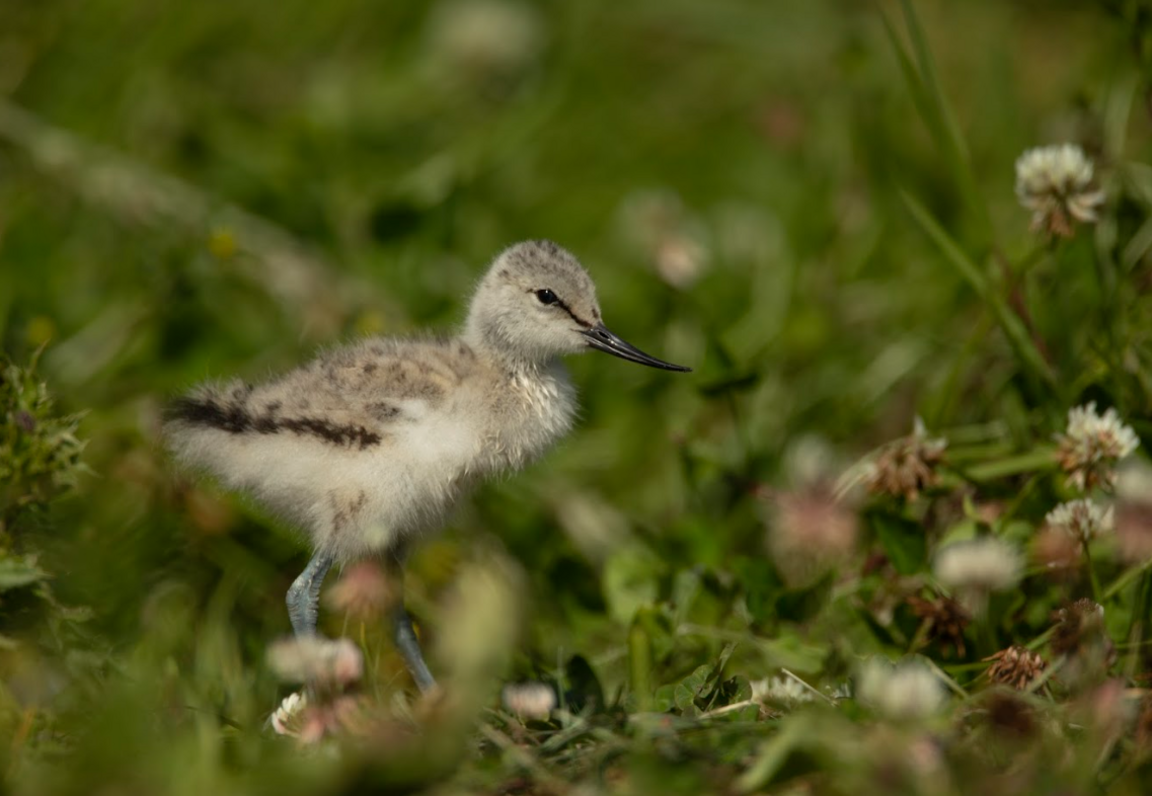 A small fluffy avocet chick, with white fluffy feathers on its chest and light grey on its back and head. It has a long black beak which is curved upright. The chick is standing on grass with small white flowers around it.