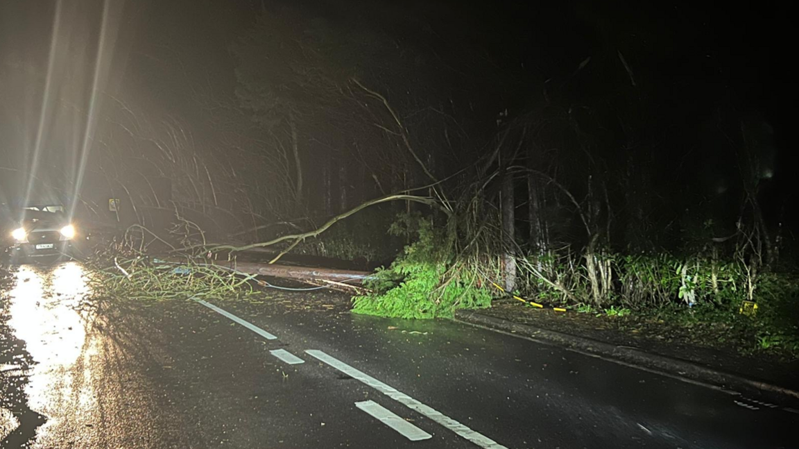 A tree covers much of a road. Headlights beam in the distance. It is dark.