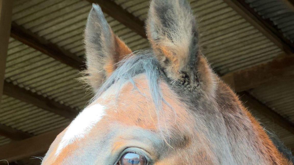 A close up view of a pair of horses ears. They are brown and fluffy and pointing forward.