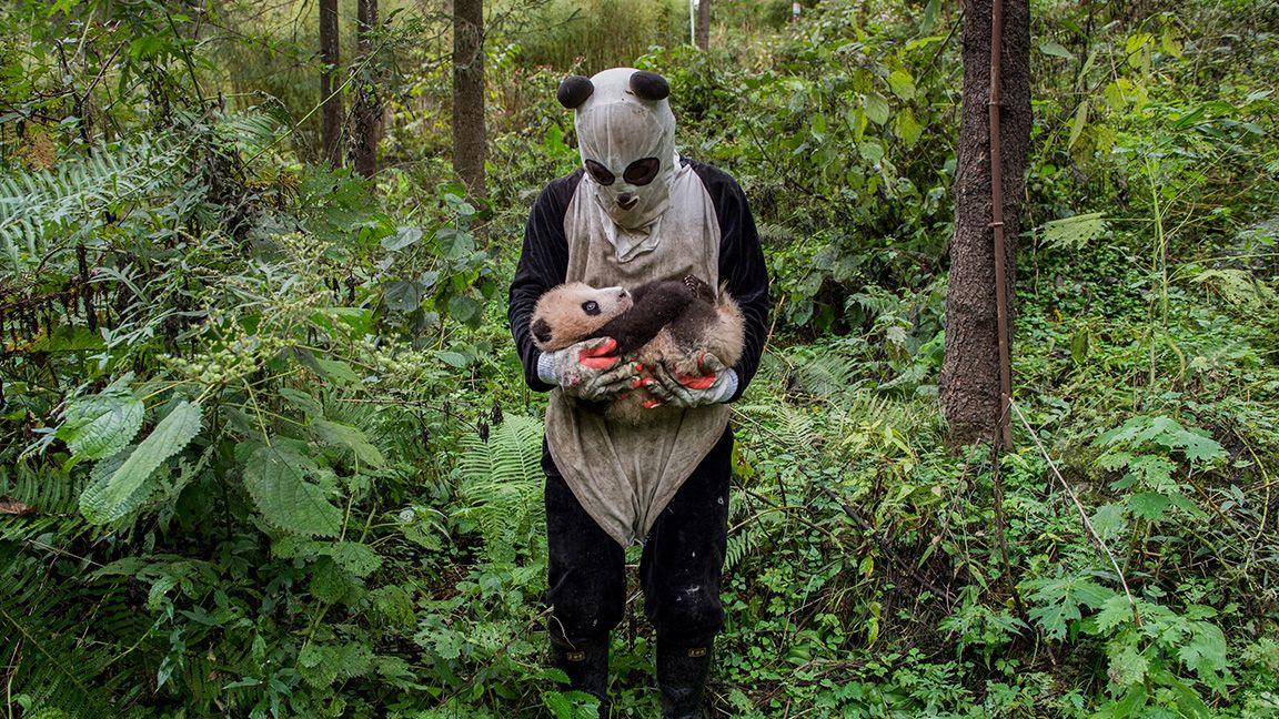 Person dressed as a panda holding a panda cub 