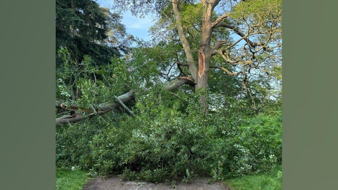 A tree with a very large limb broken off