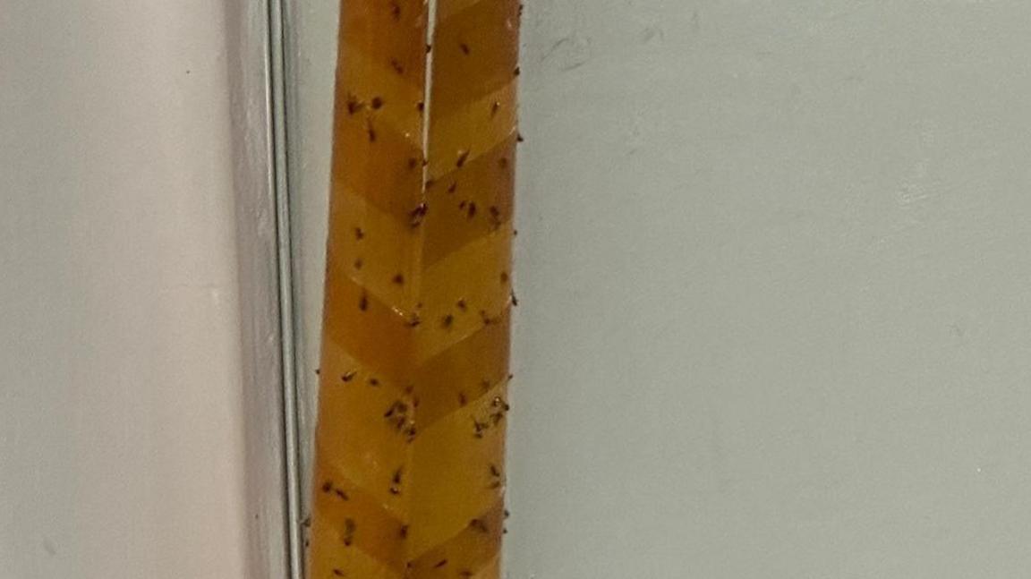 A strip with insects stuck on it.