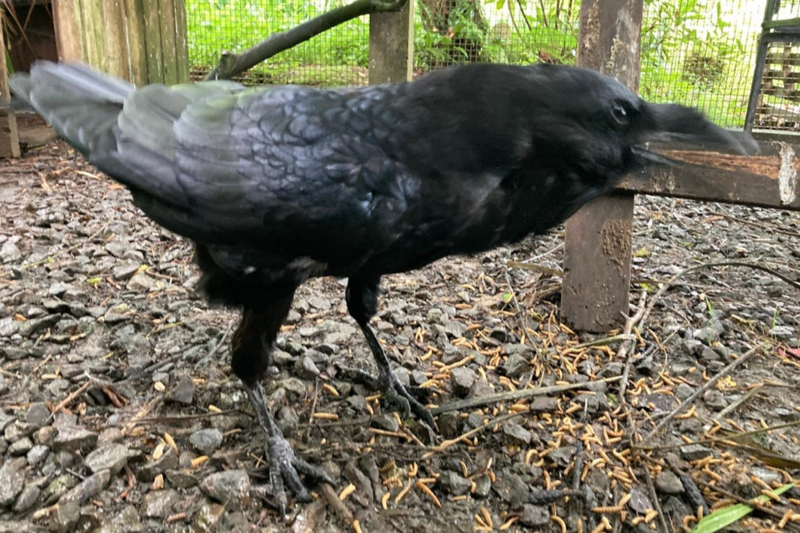 A close-up of a raven in an enclosure