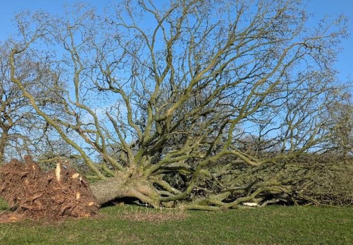 A large sycamore tree uprooted on its side. Green grass is in front of it and blue sky behind it on the photo.