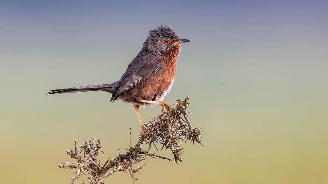 Dartford Warbler perched on branch