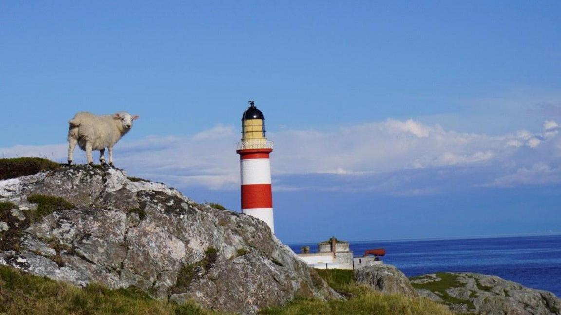 A sheep stands on a rocks near a red and white hooped lighthouse. The image is taken on a clear day with a blue sky and water behind it and a small amount of green grass in the foreground.