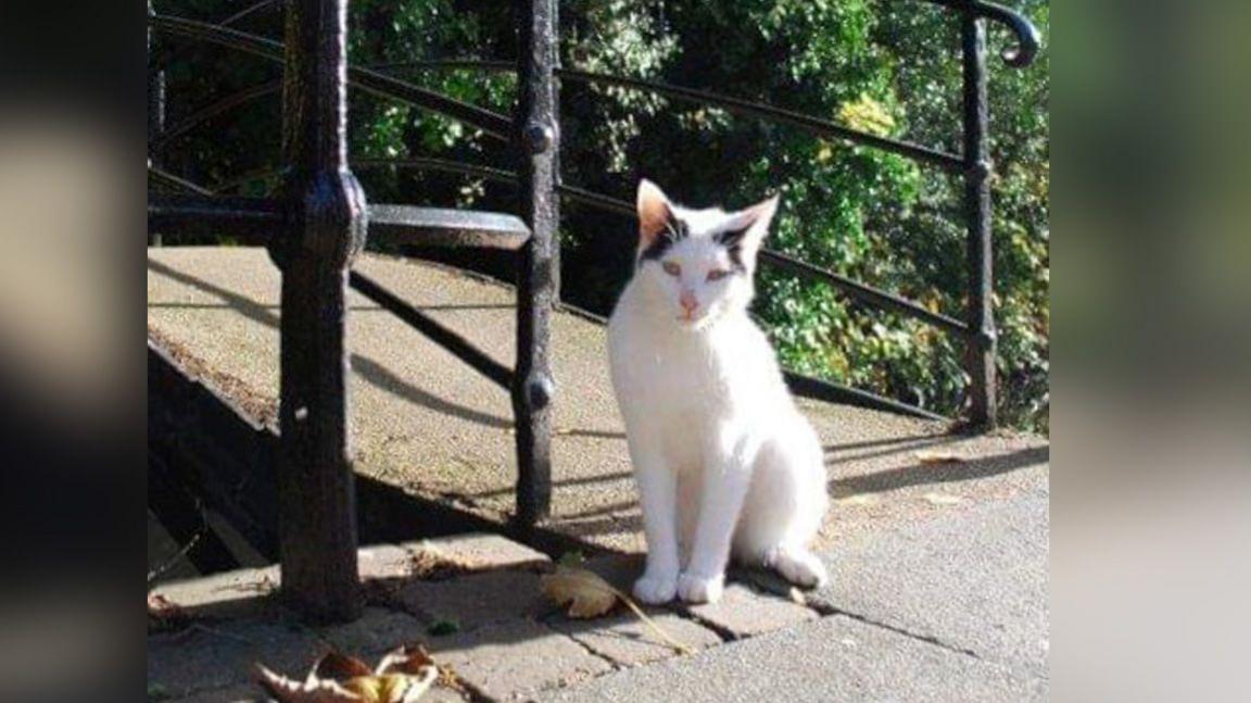 Barney the black and white cat, sitting by the bridge 