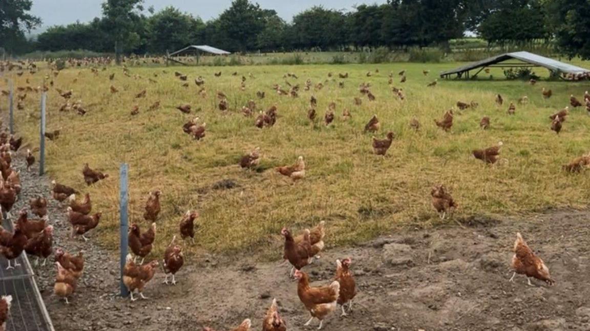 Hundreds of brown chickens in a field with green grass and brown dried mud. There is a solar panel in the background, and a treeline in the distance