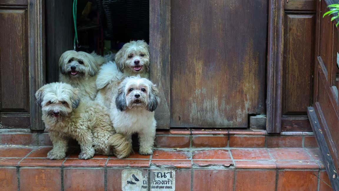 Temple dogs at Wat Chin Wararam after their morning routine with Luang Por Chamnan, abbot of the temple, in Pathum Thani.