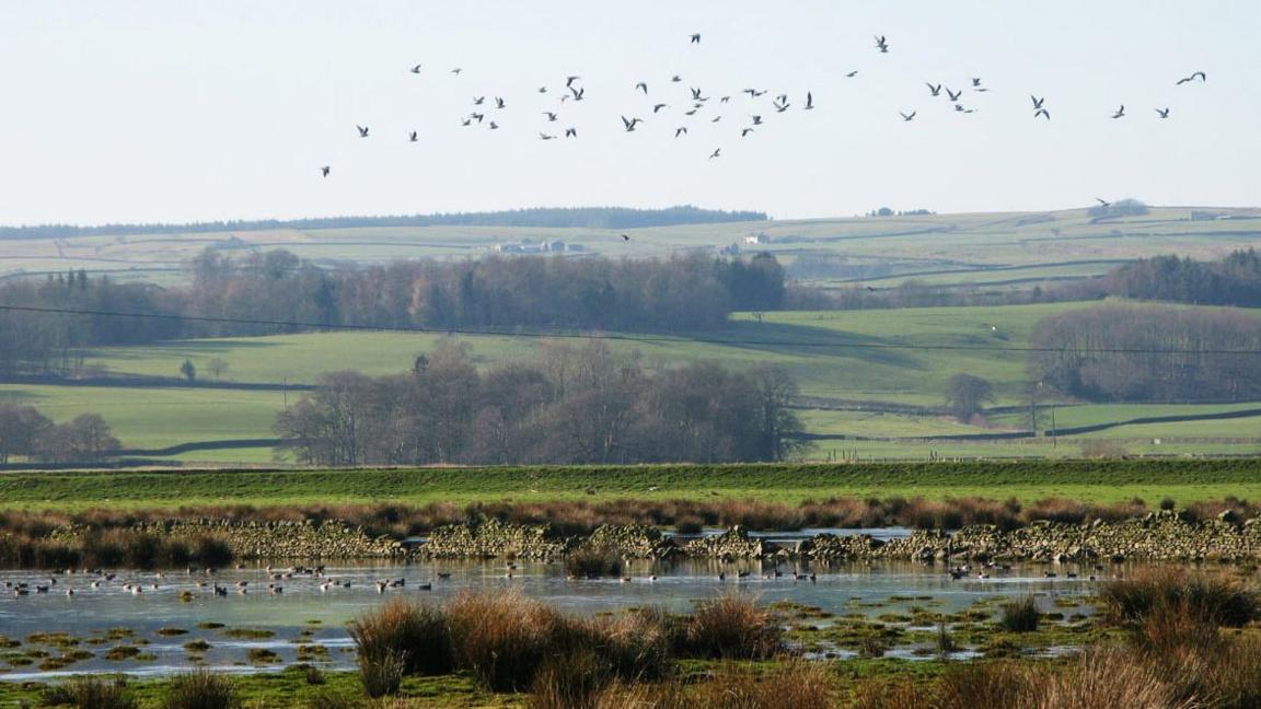 Wading birds on the floodplain