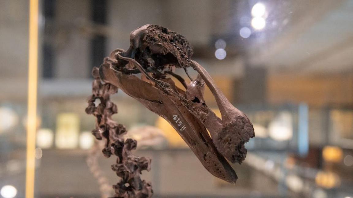 A close-up of the skeleton head and neck of the extinct flightless bird, the dodo. Its skeleton is a mid-brown colour and behind it is the blurred out background of a museum.