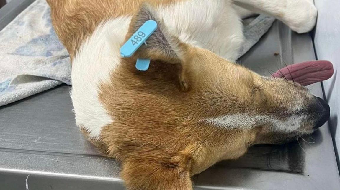 A dog laying on a sliver table with a blue tag in its ear and its tongue hanging out. The dog has brown fur on its head with more white fur on its body.