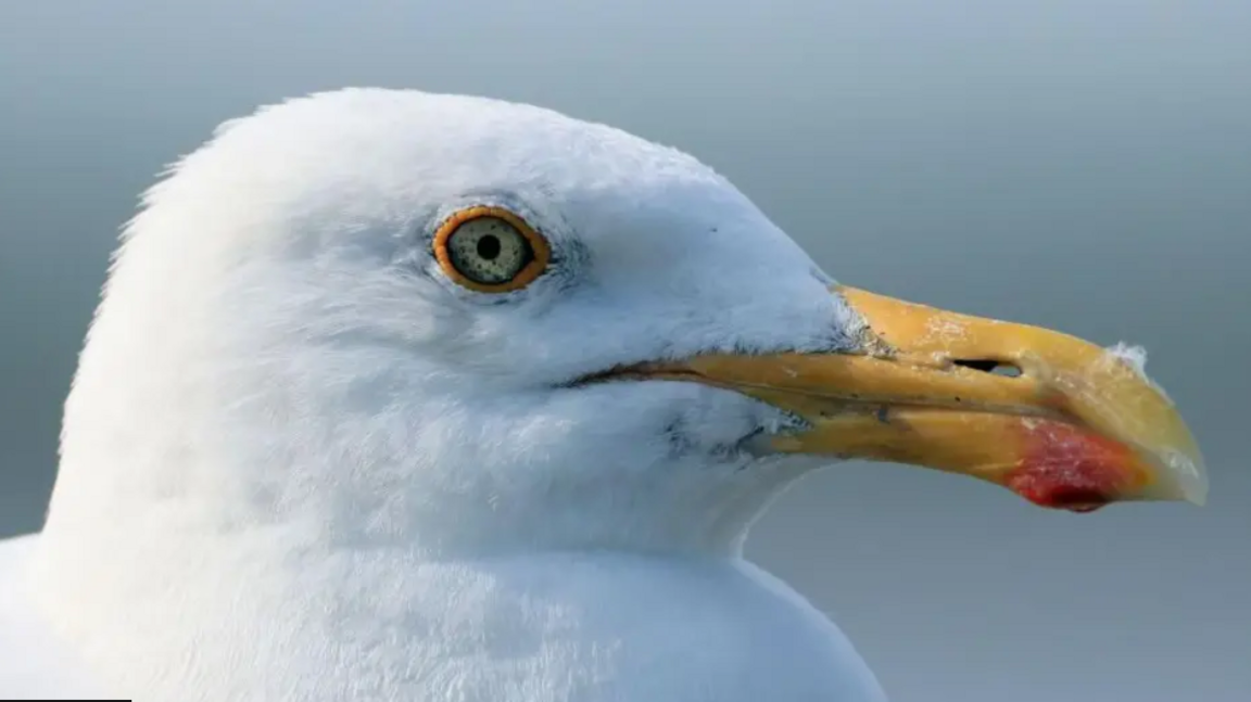 The side profile of a gull. It has white feathers, a yellow rounded beak with a red spot on it's bottom beak.